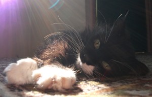 Lucy in sunlight
